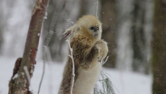 A primate moves in the snow in 'Born In China' 