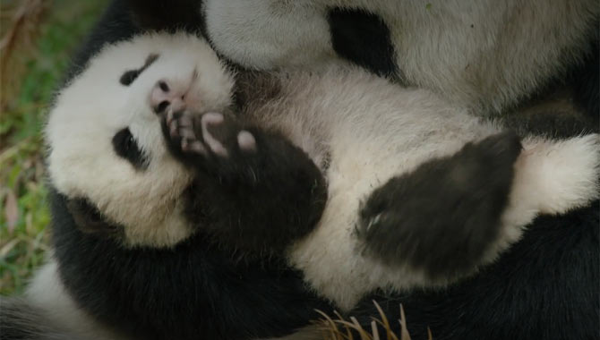 MeiMei in Born In China