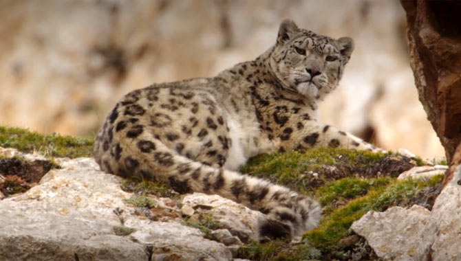 A beautiful snow leopard