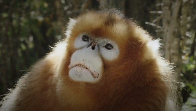 An adult snub nose golden monkey