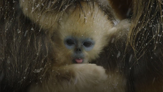 Baby Monkey sticking out his tongue
