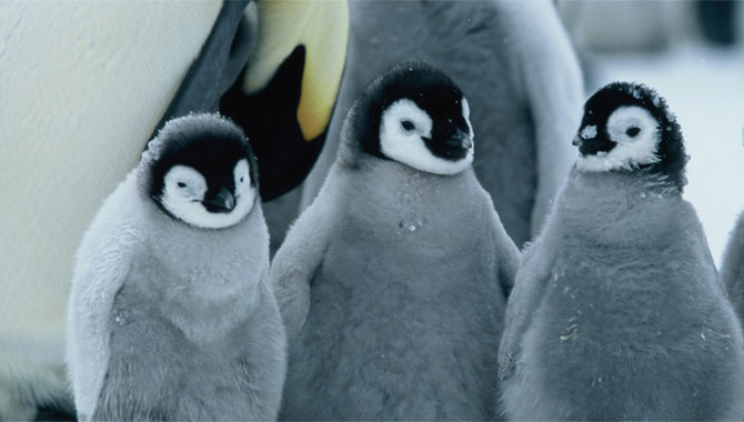 March of The Penguins Trailer