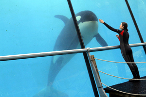 Rust and Bone [De Rouille et d'Os] Movie Still