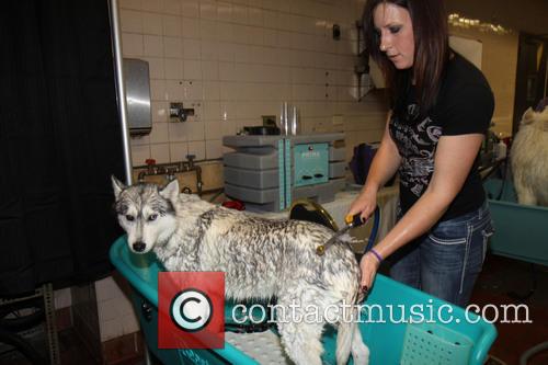 Bath time for one pooch - Dog Spa at the Westminster Dog Show