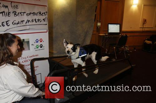 Dog takes to the treadmill - Dog Spa at the Westminster Dog Show