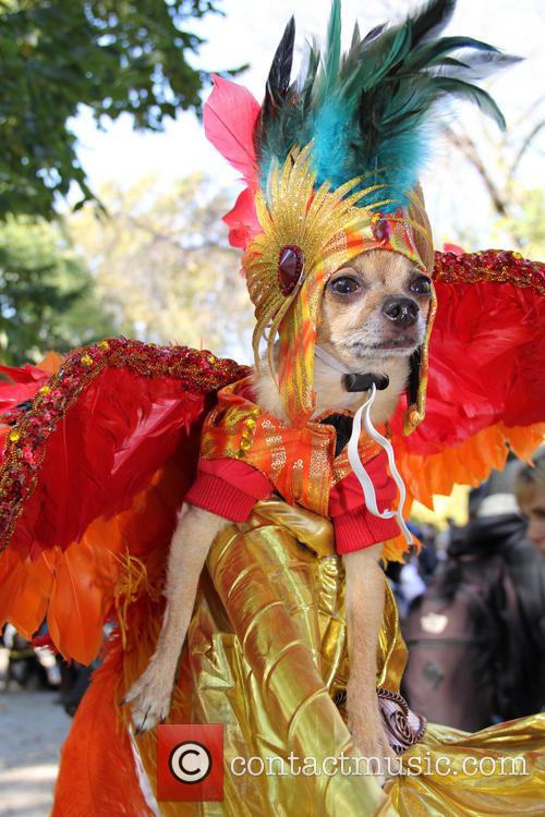 DOG costume