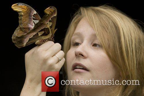 Bryony Philips Gets Familiar With A Giant Attacus Atlas Moth At Kew Gardens At The Launch Of Kew's Summer Festival Showing How Plants 1