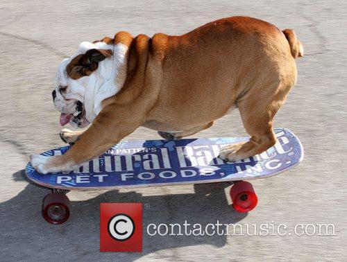 Tillman The Skating Bulldog 1