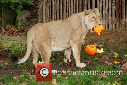 Halloween and London Zoo