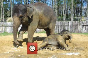 Baby - Baby elephant bath time