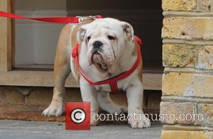 Leonardo - Amy Childs leaves her home in Brentwood, Essex carrying her new puppy bulldog Leonardo before heading to her...