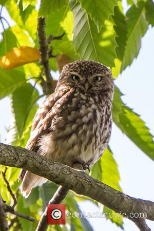 A rare sighting of Little owl Owlets spotted in Central London's Hyde Park -  United Kingdom - Wednesday 6th...