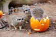 Halloween and London Zoo